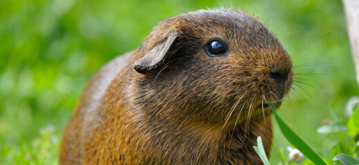 Dieta cobaya