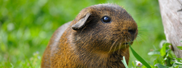 Dieta cobaya