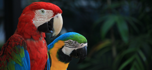 Enseñar a hablar a un loro