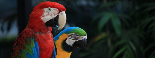 Enseñar a hablar a un loro