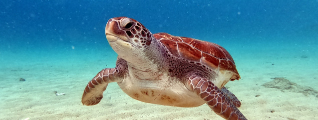 Especies de tortugas