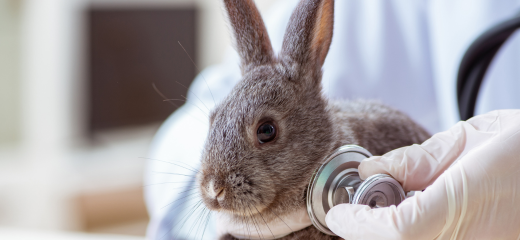 Conejo veterinario