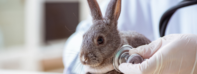 Conejo veterinario