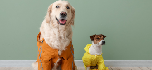 Pasear a tu perro con lluvia