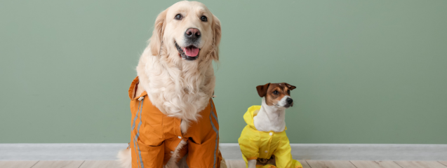 Pasear a tu perro con lluvia