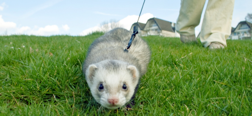 Pasear hurón