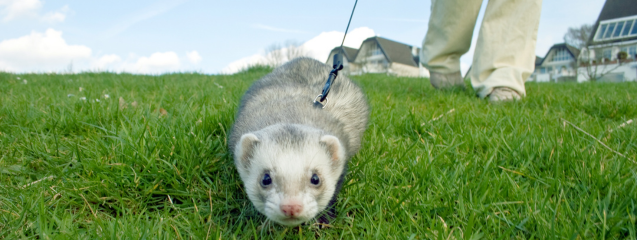 Pasear hurón