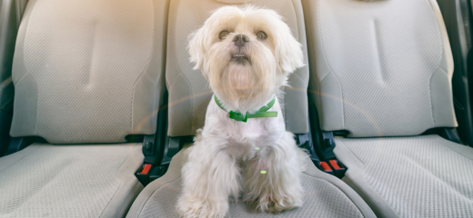 Llevar a tu perro en el coche