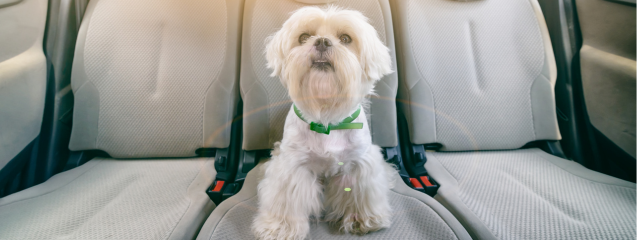 Consejos para llevar a tu perro en el coche – Blog de la Escuela de  Veterinaria