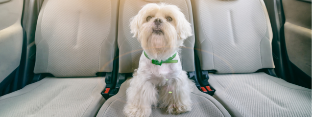 Llevar a tu perro en el coche