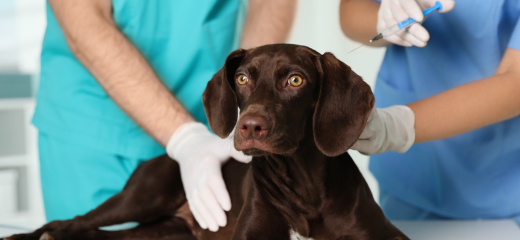 Vacunas perros