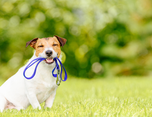 Cuántas veces al día debo pasear a mi perro