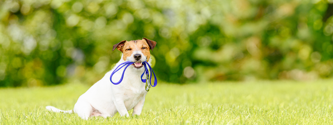 Cuántas veces al día debo pasear a mi perro