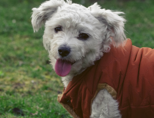 Pasear a tu perro en invierno