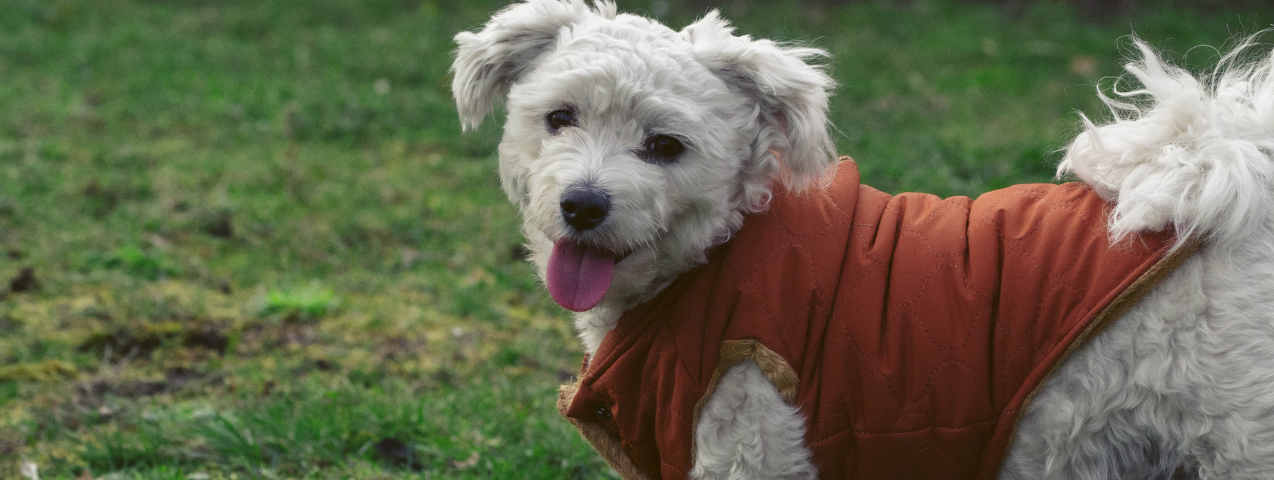 Pasear a tu perro en invierno