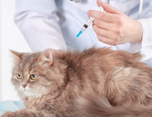 Vacunas gatos