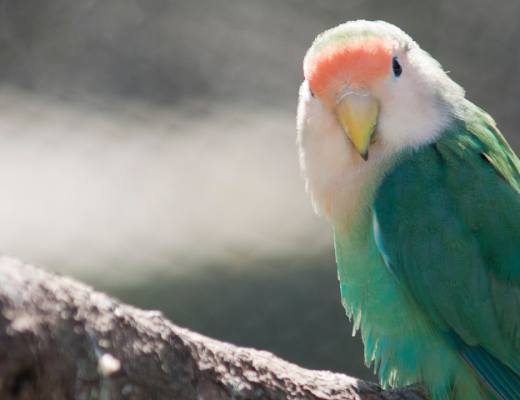 Pájaros que más interactúan con los humanos