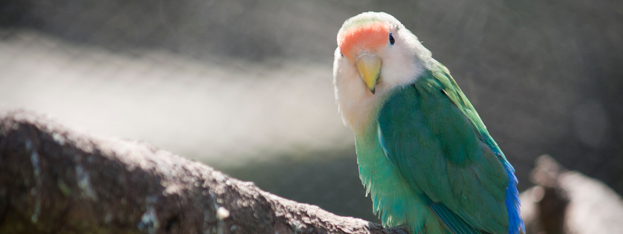 Pájaros que más interactúan con los humanos