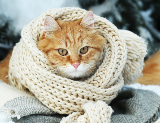 Cómo evitar que tu gato pase frío