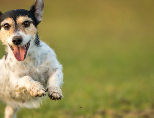 Razas de perro con las que puedes salir a correr