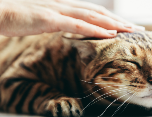 Qué significa cuando los gatos ronronean