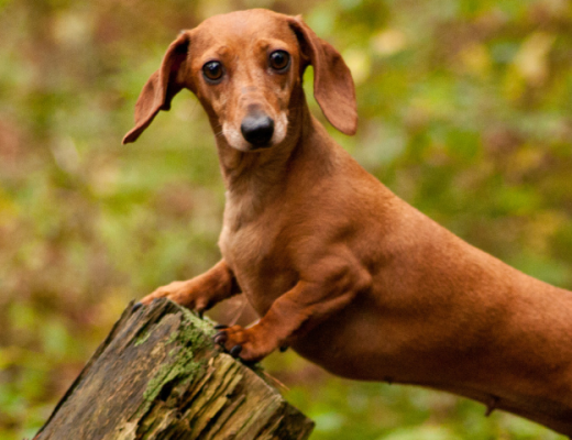 Razas de perro hipoalergénicas