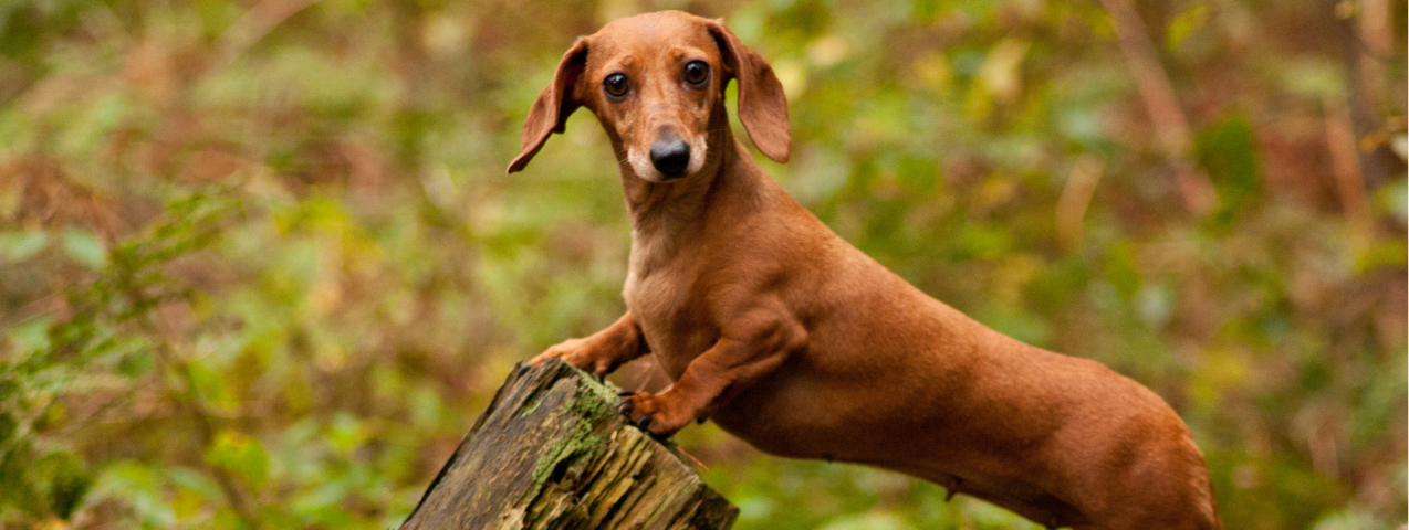 Razas de perro hipoalergénicas