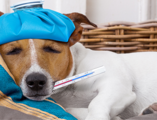 Vómitos en los perros