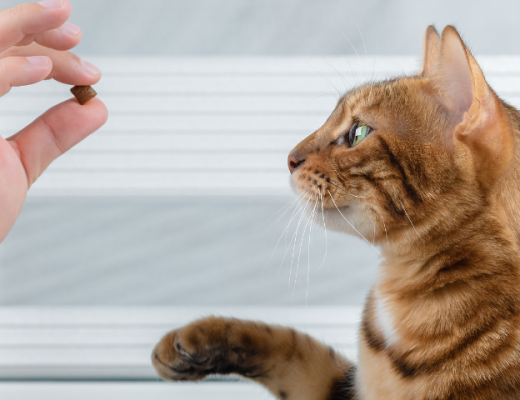 Adiestramiento para gatos