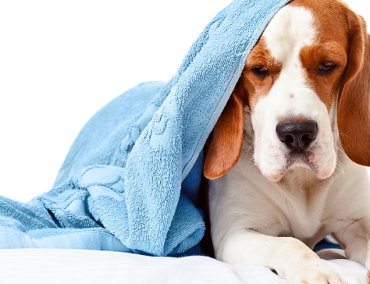Diarrea en perros