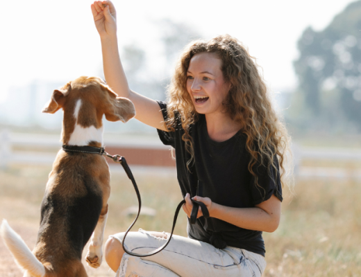Adiestramiento canino