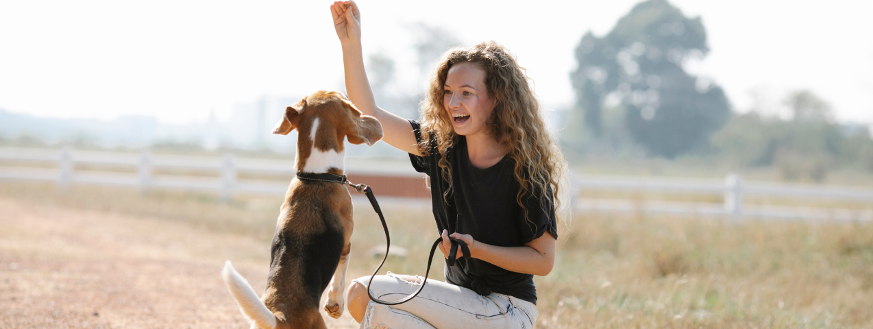 Adiestramiento canino