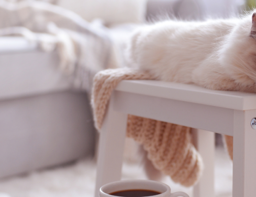 Consejos para que tu gato no pase calor