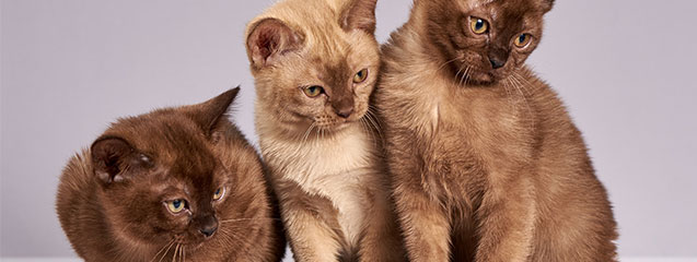 cabecera-dia-gato-blog-veterinaria