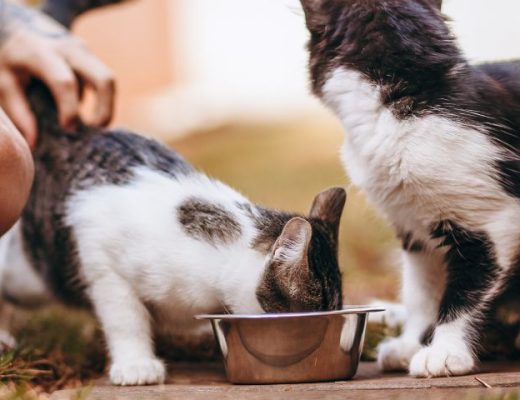 Alimentación saludable gato