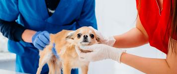 Prácticas en empresas y centros de veterinaria