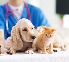 perro y gato en el veterinario