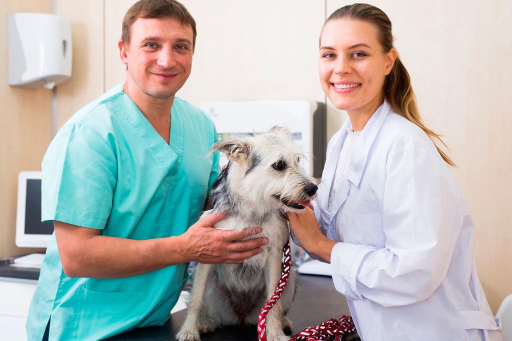 Asistente veterinario en centro veterinario
