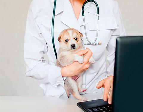 formación a empresas de veterinaria