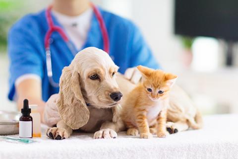 perro y gato en el veterinario