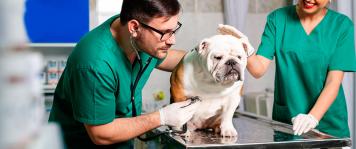 Bolsa de empleo sector veterinaria