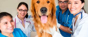 Estudios de veterinaria online