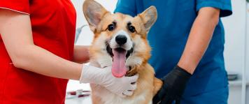 Requisitos de acceso a estudios de veterinaria