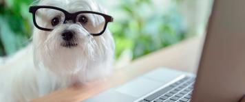 ¿Por qué estudiar en Escuela de Veterinaria?