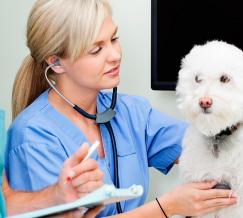 Curso de Auxiliar en Centros Veterinarios