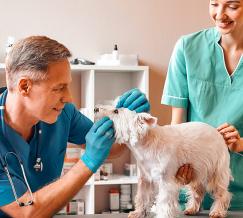 Curso de Ayudante Técnico Veterinario
