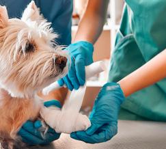 Curso de Auxiliar Veterinario: Urgencias Veterinarias