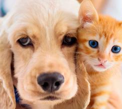 Curso de Etología Clínica en Veterinaria
