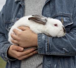 conejo