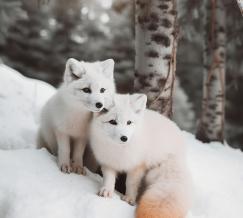 animales